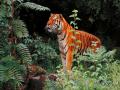 in the jungle 1024-768
